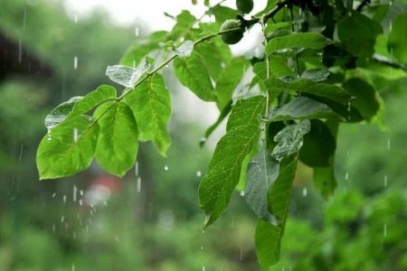 بارش باران در نقاط مختلف کشور