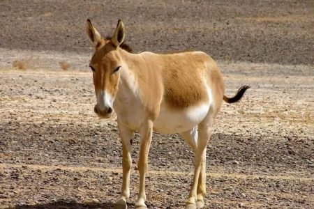 مشاهده دو گور ایرانی در بیابان های اطراف شهرستان انار