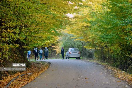 جنگل نقله بر گیلان مقصدی بی نظیر برای سفر در پاییز