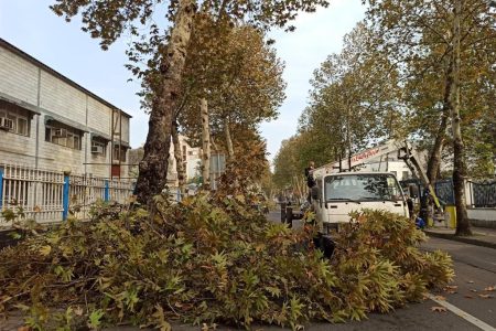 عملیات هرس و ایمن سازی درختان معابر شهر رشت