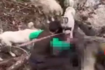 صدور حکم جلب فرد گراز آزار در ماسال